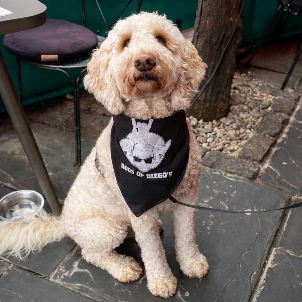 Curly-haired cream dog wearing a Dos Gringos bandana sits beside a water bowl on a restaurant patio.