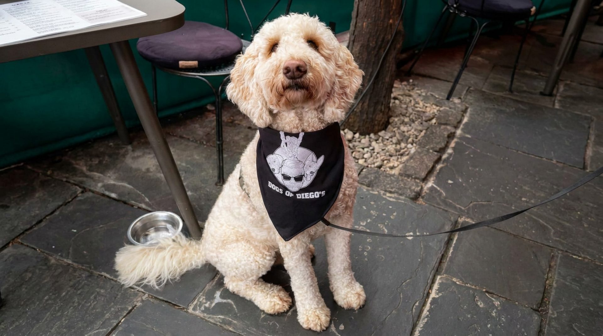 Dogs welcome on the patio